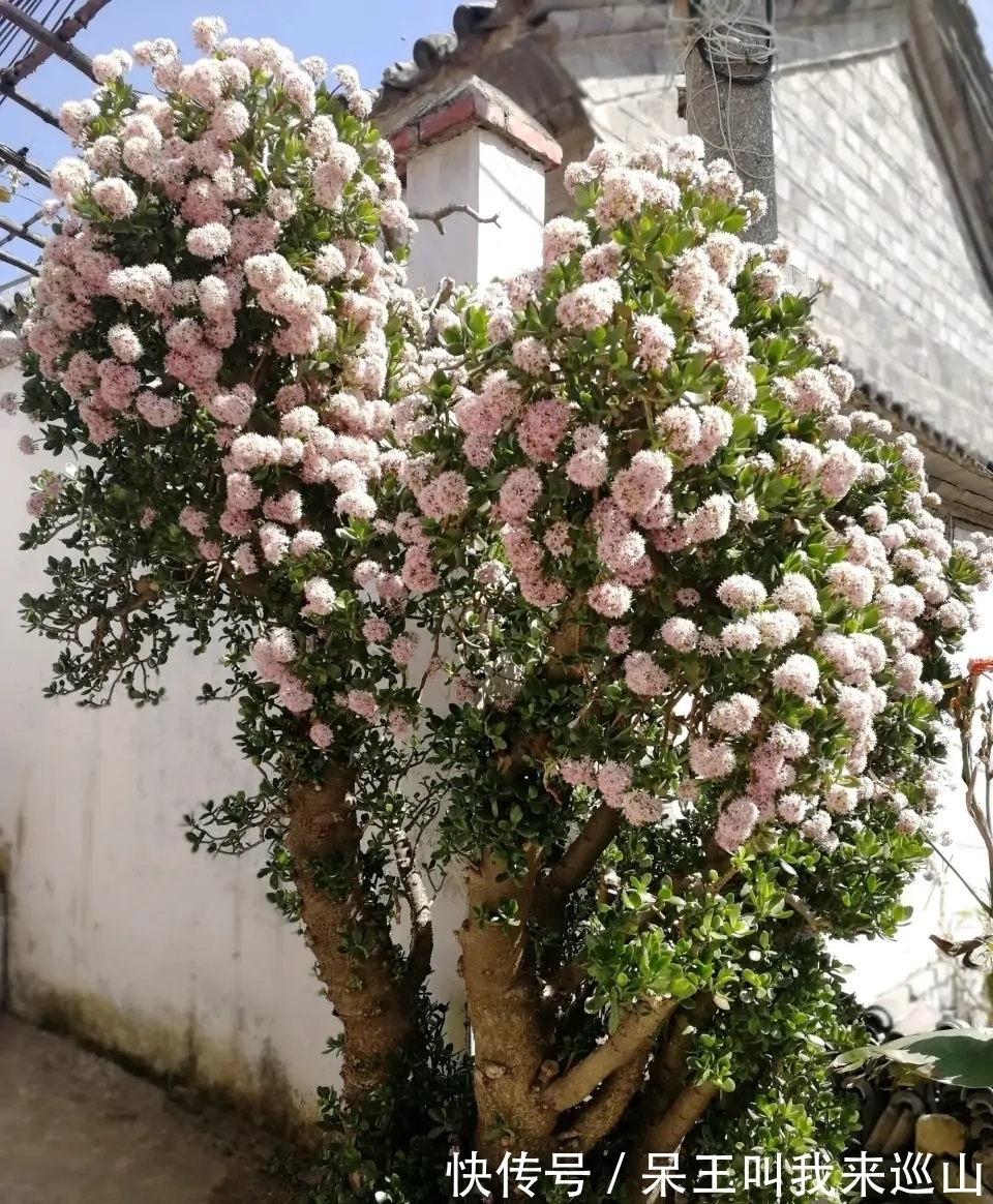 隔壁王大爷家养了18年的玉树又开花了!他说:要想玉树开花并不难