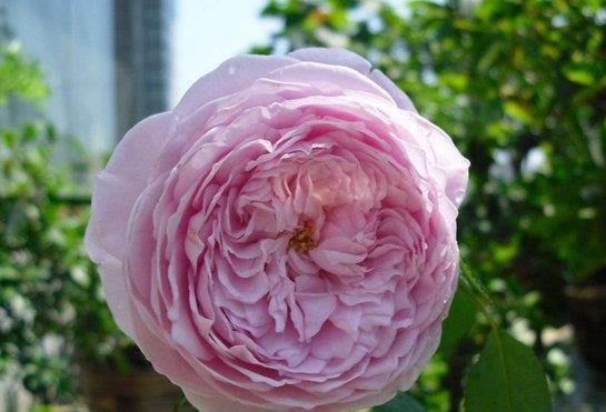 喜欢菊花，不如养盆“高档玫瑰”自由精神，华贵神秘，艳丽多彩
