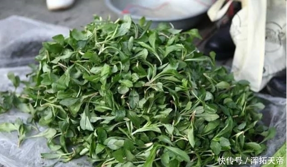 菊科马兰属|农村路边的野菜马兰头,你知道它的功效与作用吗