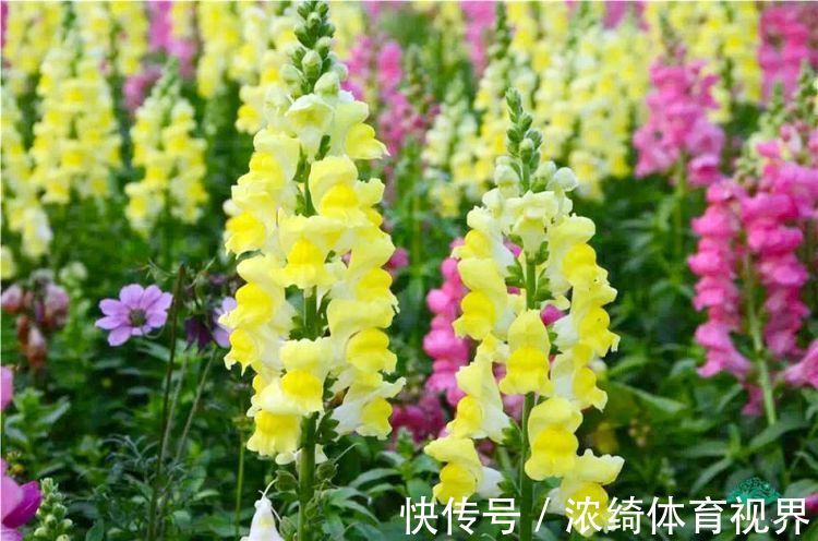 木瓜树|5月6日开始,养花试试这几款,丢在阳台开爆盆,花开娇艳美不胜收