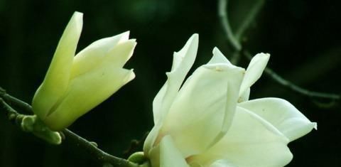 这花比茉莉还好闻,家里养一盆,花一开就是大半年