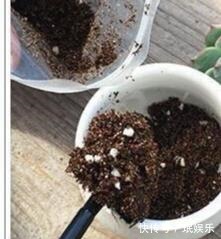 服盆|多肉钱串子,换盆有技巧,避开“死亡季”,“小铜钱”越长越多