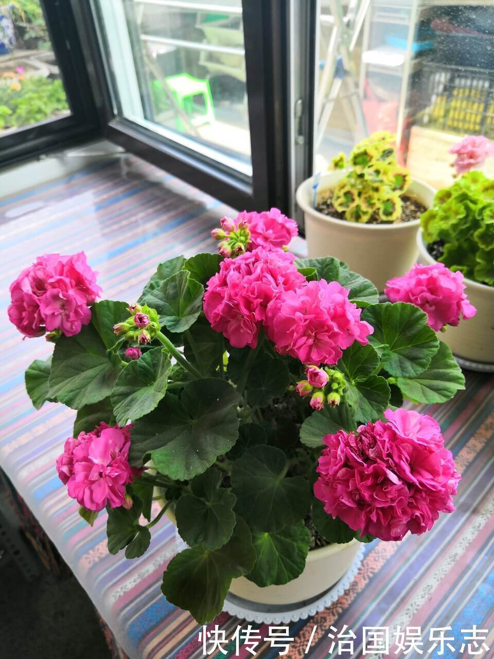 残花梗|天竺葵“花谢”以后，这么剪一刀，花苞嗖嗖冒，开花一茬又一茬