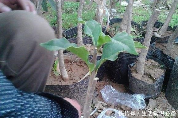 桂花树最适宜采用这两种方法繁殖,易操作,成活率高!