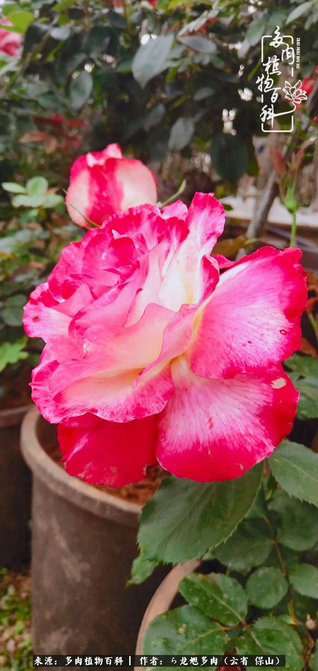 叶片|美了，美了！当秋天的风吹向你我的多肉！