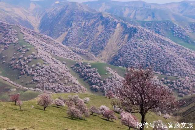 老年|在新疆伊犁杏花香雪里，等待杏花微雨中遇见你，从此一眼千年