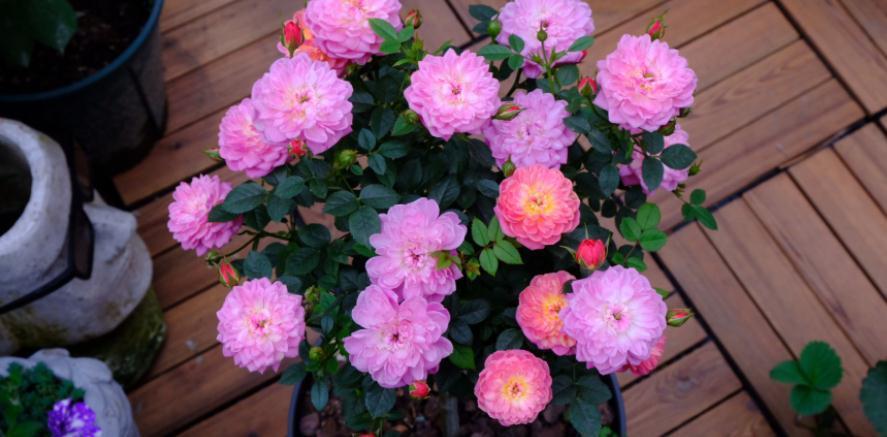 冬天养花，牢牢抓住这4点，室内盆栽才不出问题