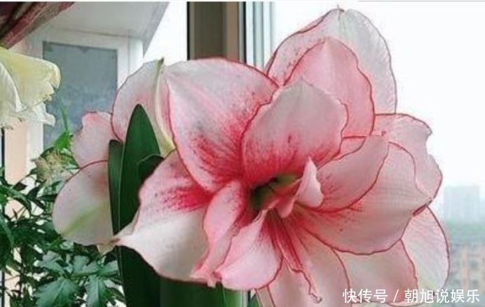 爆盆|4种花家里养一盆,1个月就能开爆盆,冬季一样疯长不停