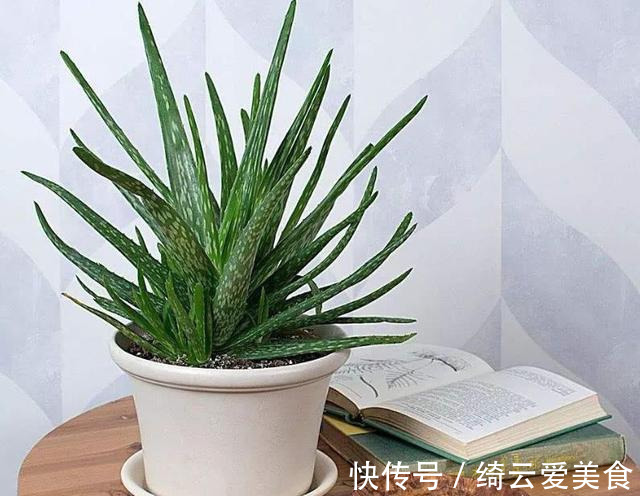 净化|卧室养花,就养几种“健康”花,空气清新促睡眠,一觉睡到大天亮