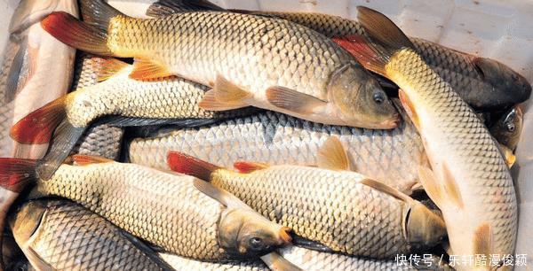 买鲤鱼时,“胖”的好还是“扁”的好3个小技巧,避开挑选误区