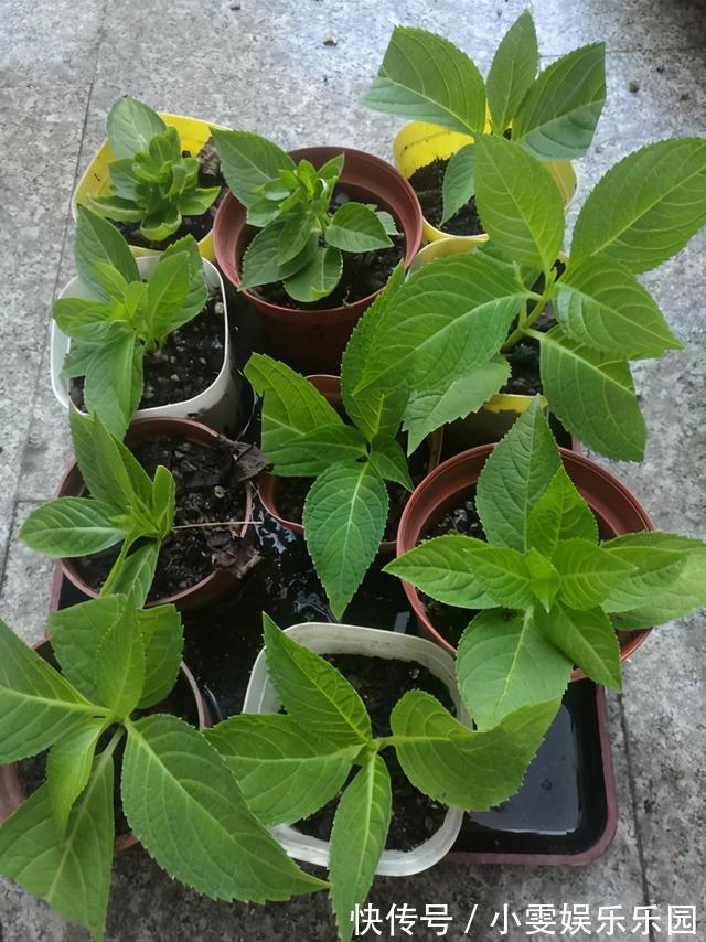 成活率|4种漂亮花，5月快扦插，20天生根，残枝别浪费