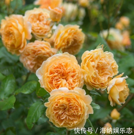 繁花似锦|喜欢菊花,不如养盆玛格丽特王妃,似花簇锦攒,繁花似锦
