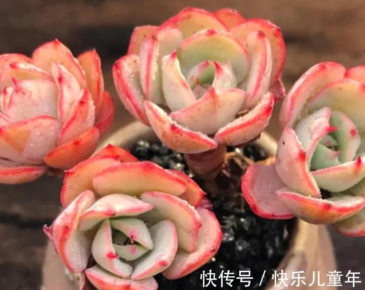 深秋，虐着养多肉奶油黄桃，3招养出红叶边，太漂亮了