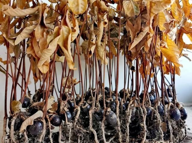 1粒花生丢水里,呼呼长成小森林,这艺术品给钱也不卖