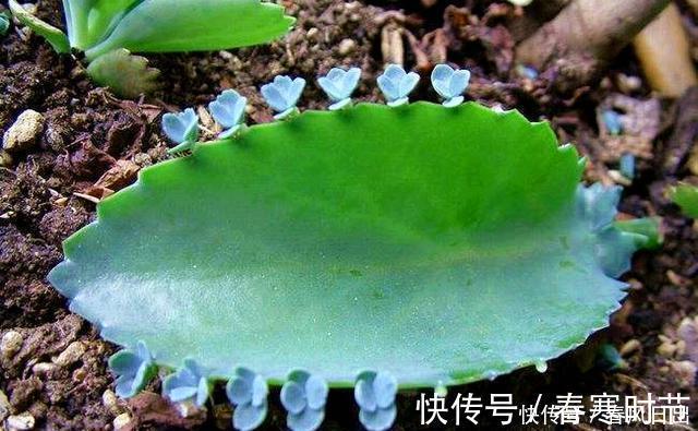 发芽|家里养4种花,叶子掉盆里,15天生根发芽,1盆能变20盆,好养活