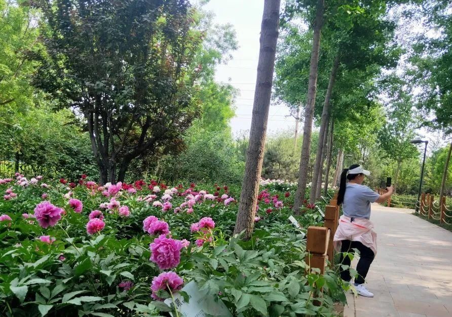 打卡|初夏打卡地，顺义仁和公园芍药迎来盛花期