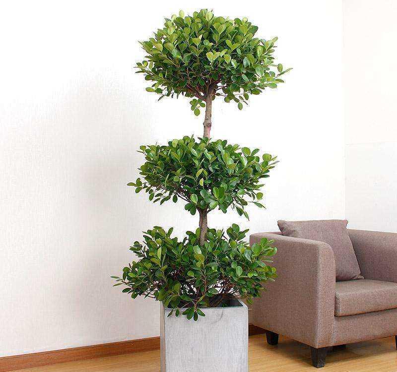有名|3种有名的“小榕树”,养在家里真不错,简单大方有品位