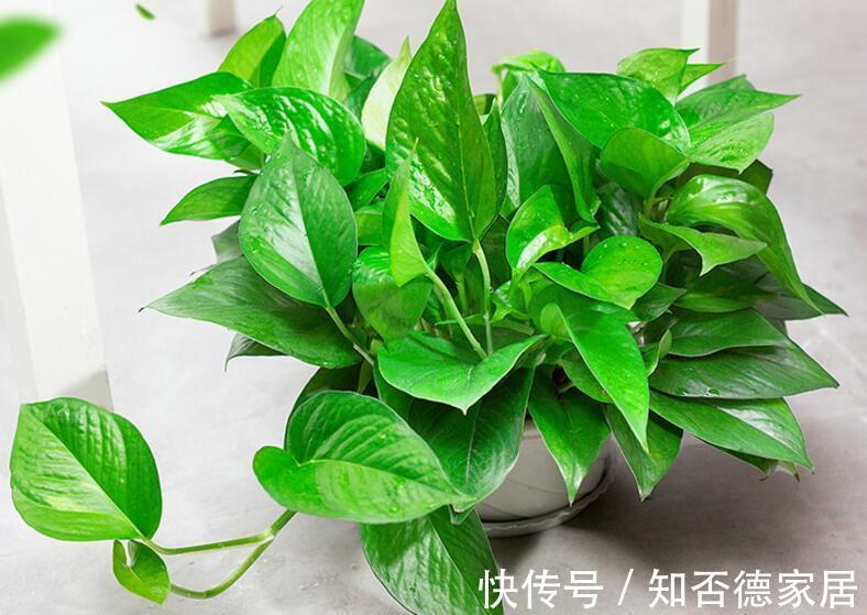 植物|这些植物，放桌子上太普通，吊起来就打开了新世界的大门