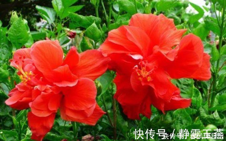 三角梅|4种花就适合现在养,花朵多、花期长,新手懒人都养得好!