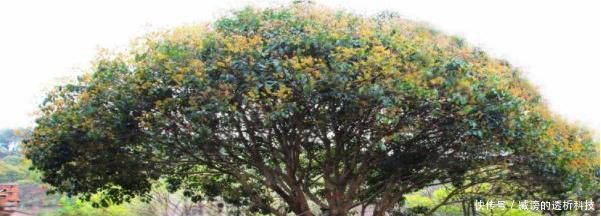 桂花树什么时候剪枝 快资讯