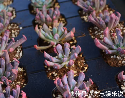 红润|多肉丘比特怎么养教你3个小妙招，养出红润艳丽的丘比特