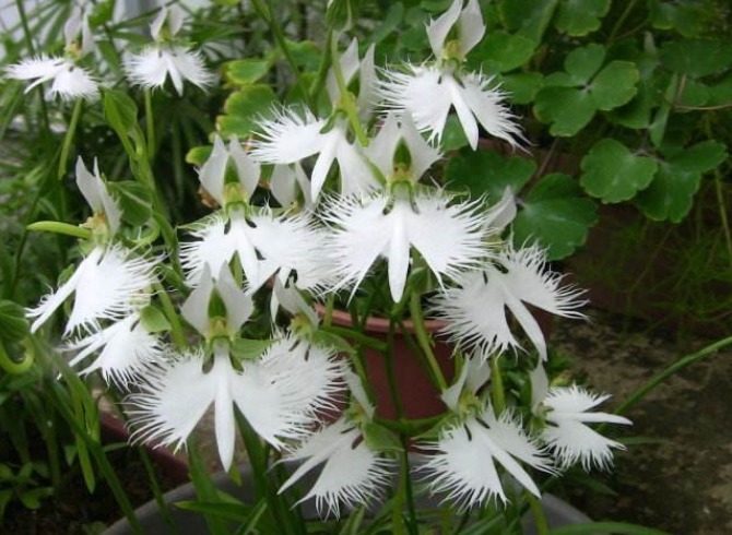 此花花形奇异,洁白的花色,宛如翩然欲飞的白鹭,寓意为神秘信念