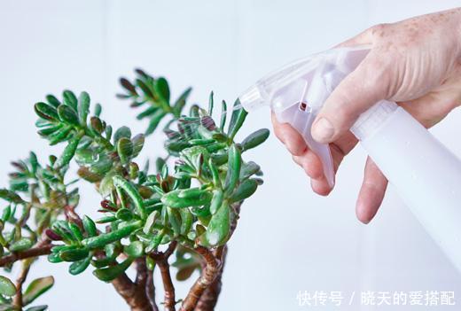 刚买回来的花就黄叶落蕾?这么做立马恢复水灵