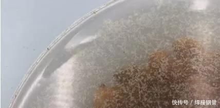 灰尘|葡萄干直接吃有多脏用用这个小妙招,灰尘虫卵都跑掉