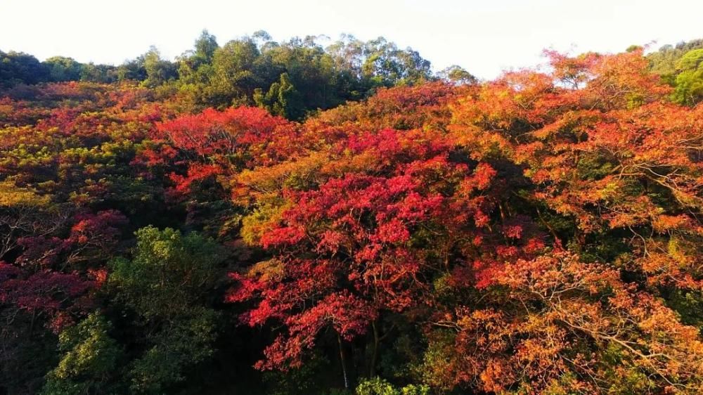 今天，大岭山红了！