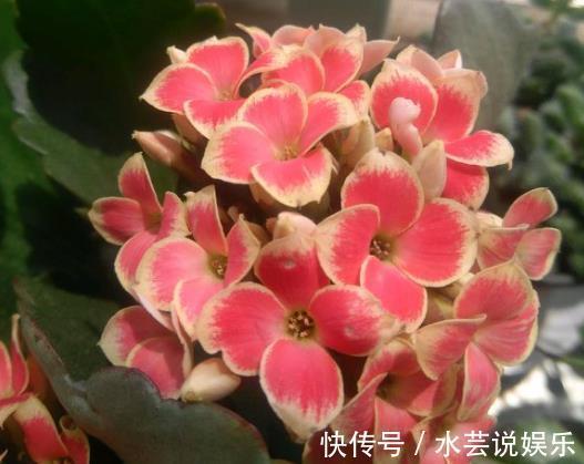 花卉|不会养长寿花、蟹爪兰把“它”埋在花盆里,枝叶乱窜,管用!