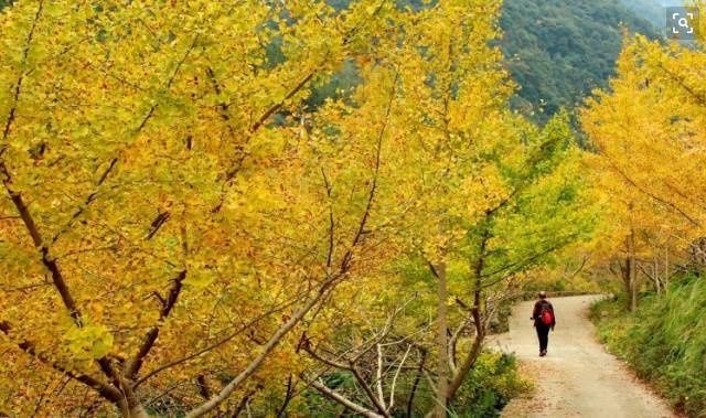 风动|【创建天府旅游名县】色在深秋，风动叶飘零，李白故里美色迷人，要你好看！