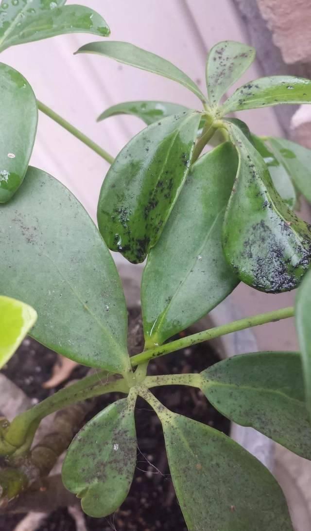 般的|室内盆栽绿植的叶片上有露珠般的东西,摸起来黏黏的,啥情况