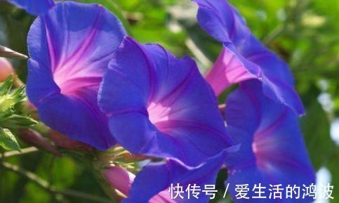 百合|养花就养这几款，花朵粉嫩丰腴，花大色鲜胜百合，放在阳台美翻了