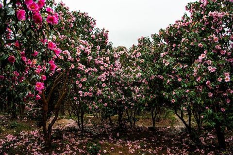 老年|湖南怀化：茶花迎春惹人醉 繁花相伴迎新春