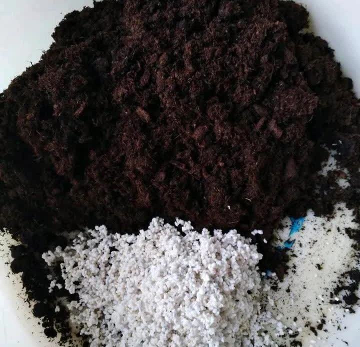 这5种花,开春翻盆很重要,一整年不烂根,绿叶多开花多