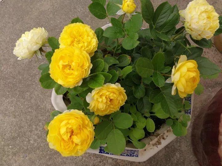 给花浇点“开花水”，花苞全都冒出来，比激素还管用！