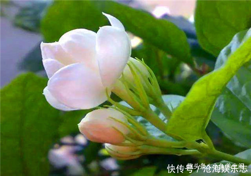 白刺果|女性不要太節儉，多吃4種食物，排出毒素，補血益氣，保護心血管