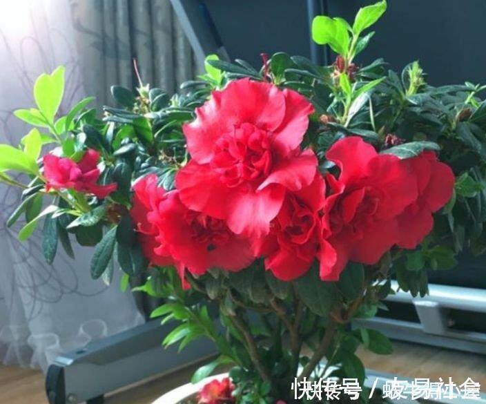 此花超漂亮,沾土就活,开花又大又艳,家里养1盆,满屋飘香