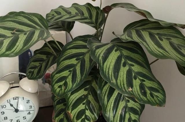 6种花一天不浇水,叶子就耷拉,缺水3天就死翘