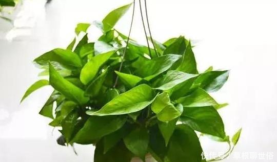 养花浇水需谨记不犯''4个常见错误'',黄叶烂根统统都不见