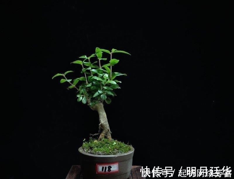 这6款盆景,一款比一款有品位,“养不死”还净化空气