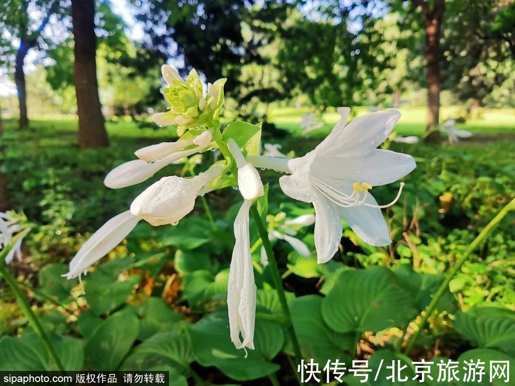 小北|唯美！这些花将落尽，再不来看就亏了！