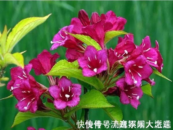 此花花色绚丽,花朵犹如一簇缀满彩霞的锦带,寓意着人生绚烂多姿