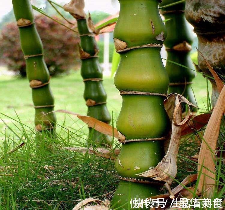 家里养上5种“竹”,吉祥“好运”,清雅大气,添福又添丁