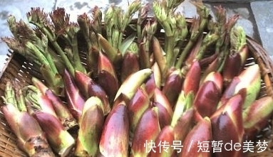 免疫|农村一种野菜,被人厌恶,营养价值和人参一样,能提高免疫