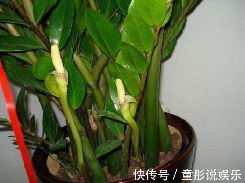 发财树|都误以为这6种绿植不开花，殊不知开花给人惊喜感，养护有技巧
