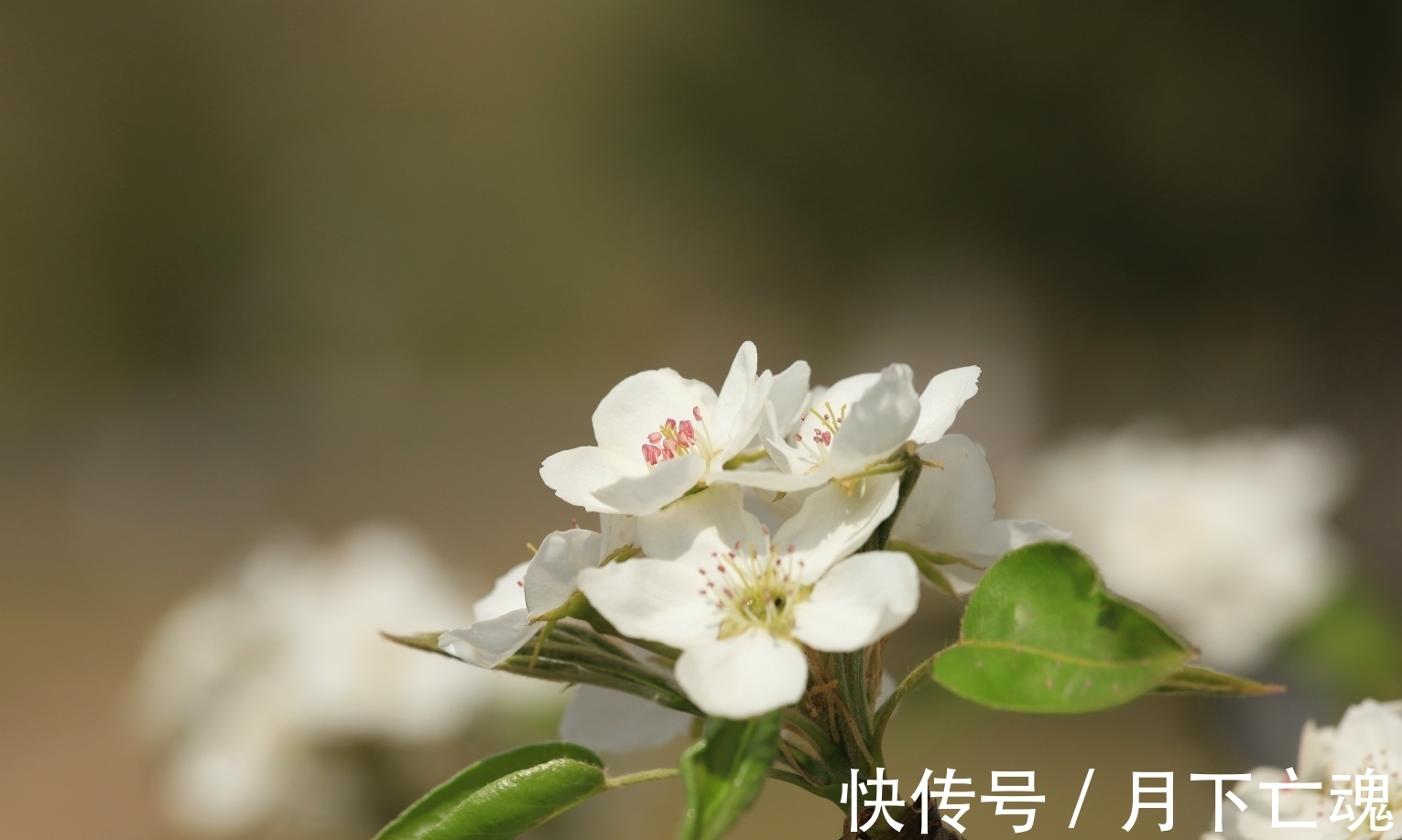 巨蟹|2周内,桃花铺地,爱情降临,再度破冰,邂逅挚爱,牵手共度余生