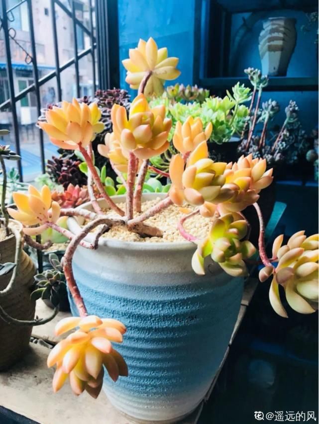 一入肉坑深似海，越养越上瘾