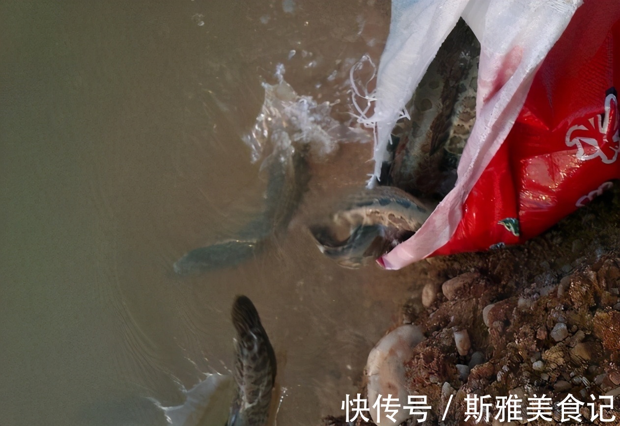 广东|广东一水库黑鱼“大爆发”，老大爷：有人倒了十几车