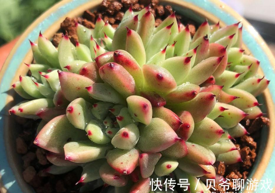 爪系多肉啥品种养的人最多?当然是绿爪!别说你没养,骗人可不好